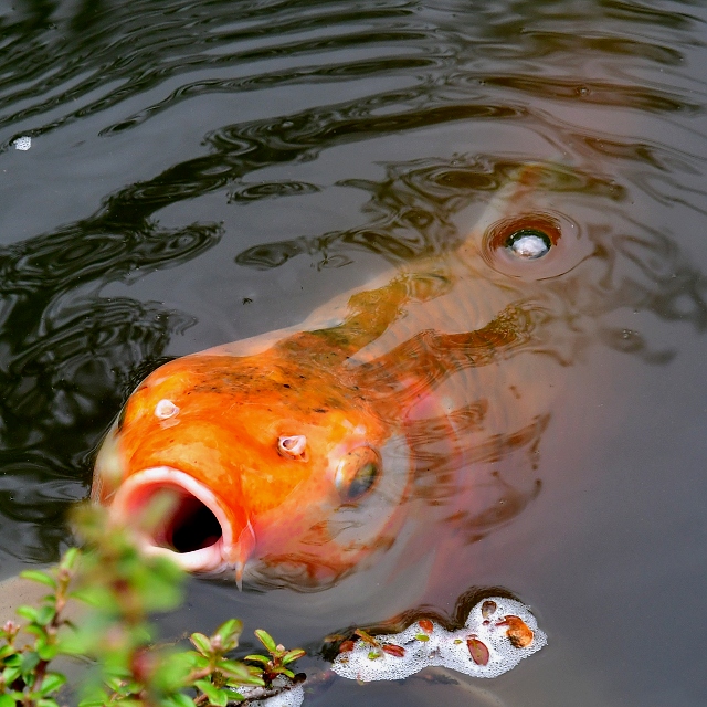 kapr koi / cyprinus rubrofuscus koi