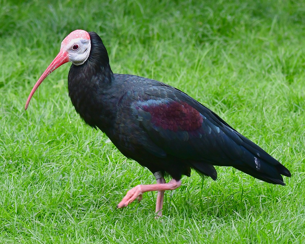 ibis jihoafrick / geronticus calvus