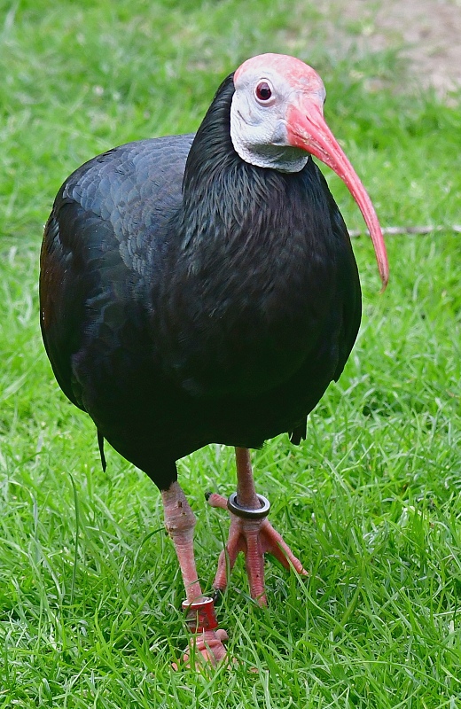 ibis jihoafrick / geronticus calvus