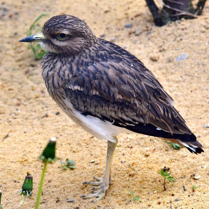 dytk horn evropsk / burhinus oedicnemus oedicnemus