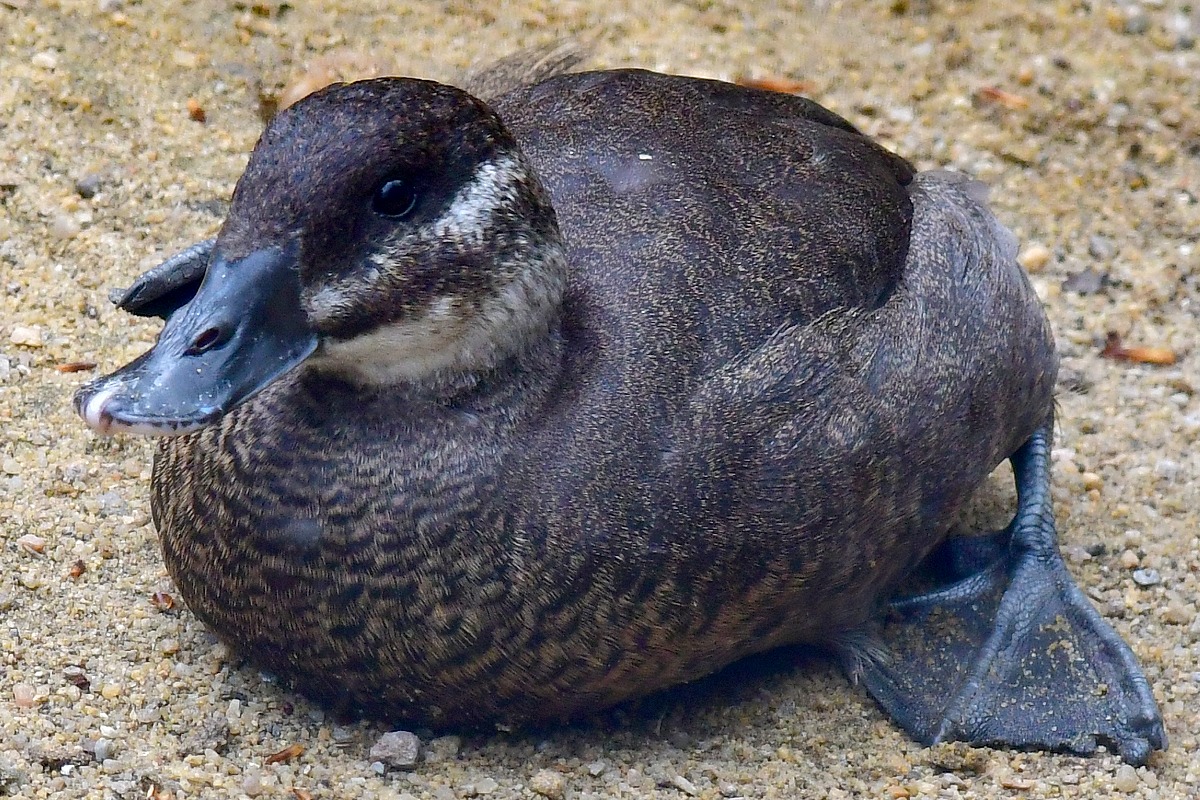 kachnice africk / oxyura maccoa