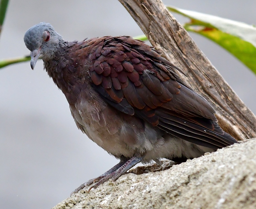 hrdlika madagaskarsk / nesoenas picturatus picturatus