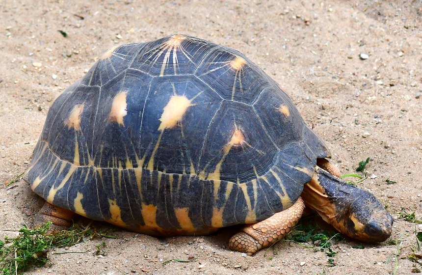 astrochelys radiata / elva paprsit