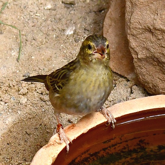 snovatec madagaskarsk / foudia madagascariensis