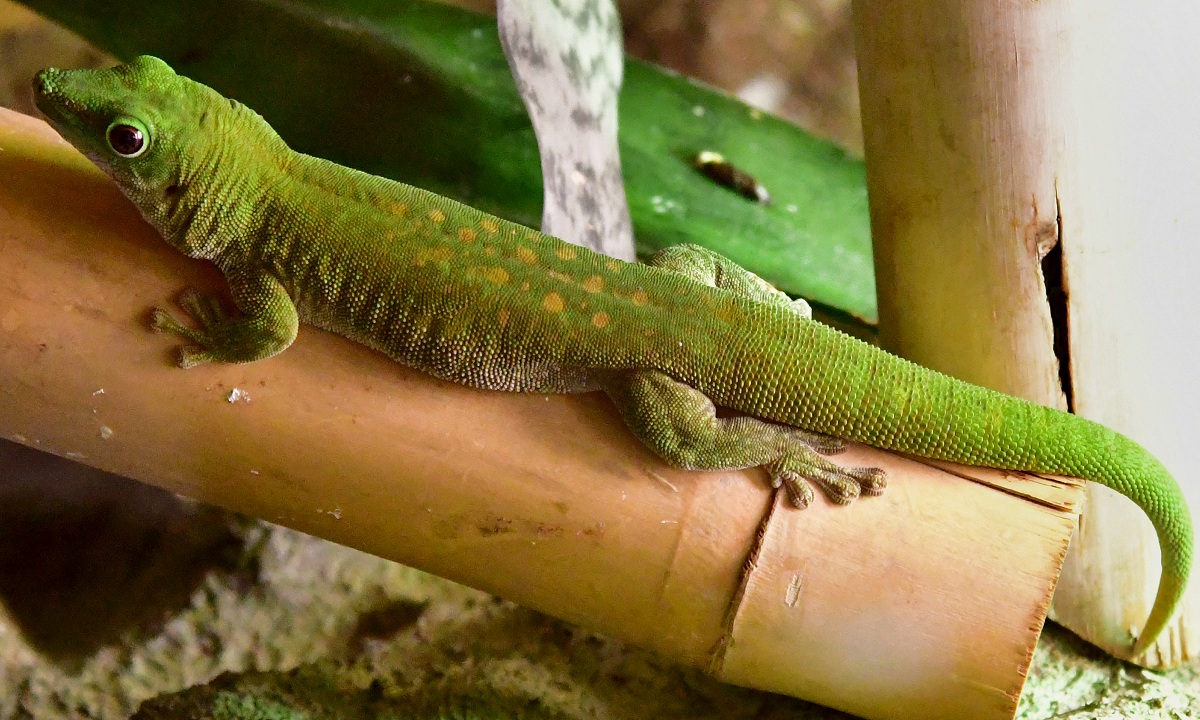 felsuma Kochova / phelsuma kochi