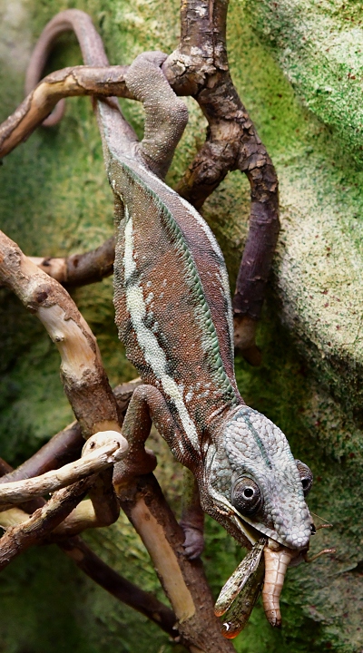 chameleon pardl / furcifer pardalis