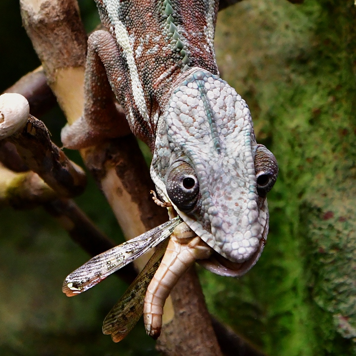 chameleon pardl / furcifer pardalis