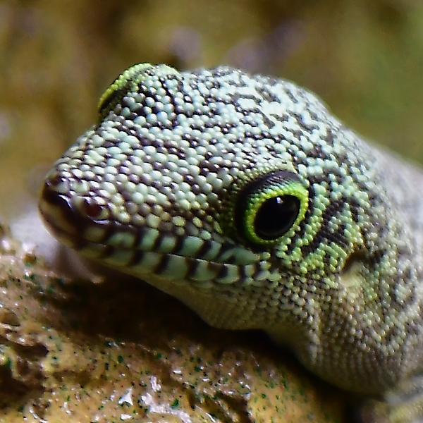 felsuma Standingova / phelsuma standingi