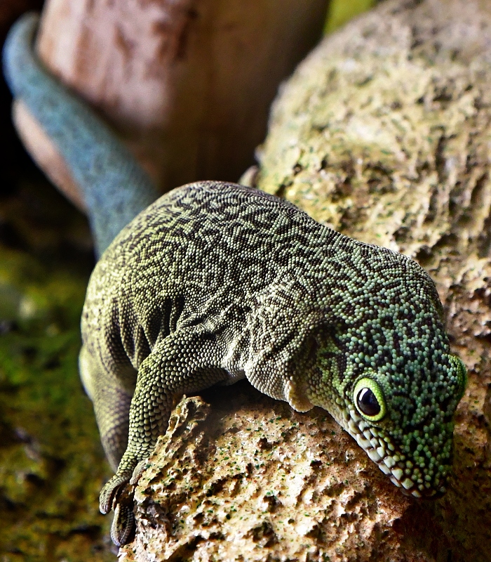 felsuma Standingova / phelsuma standingi