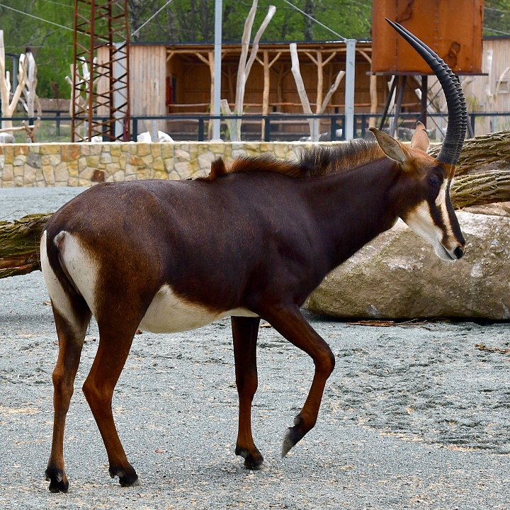 hippotragus niger niger / antilopa vran