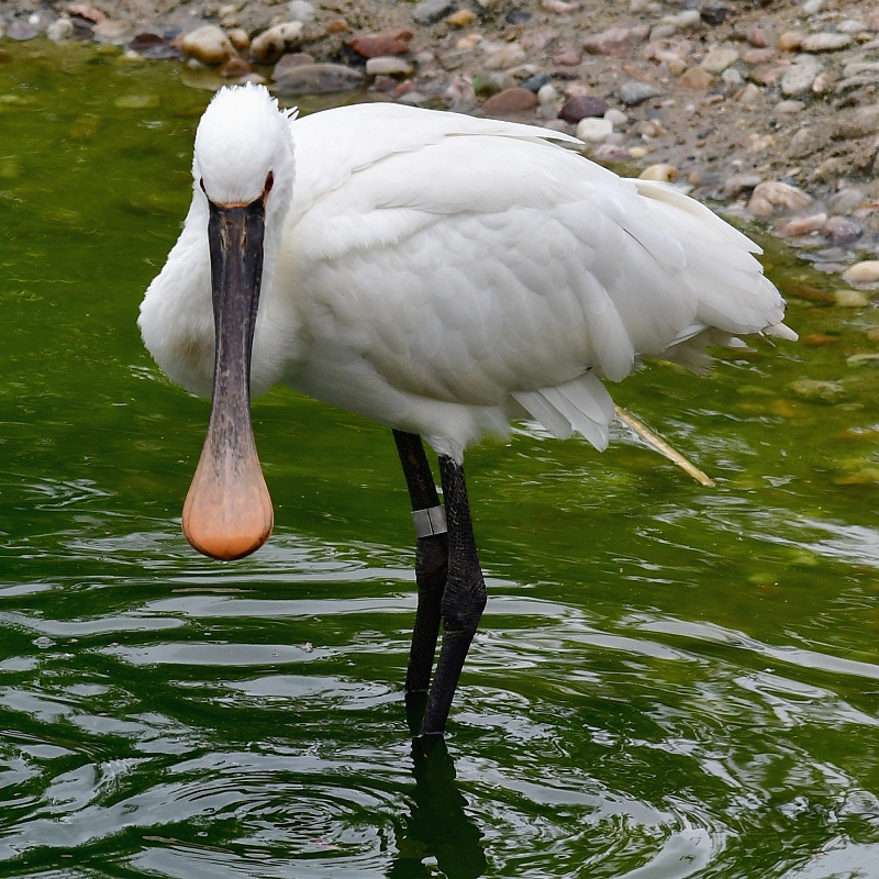 kolpk bl / platalea leucorodia