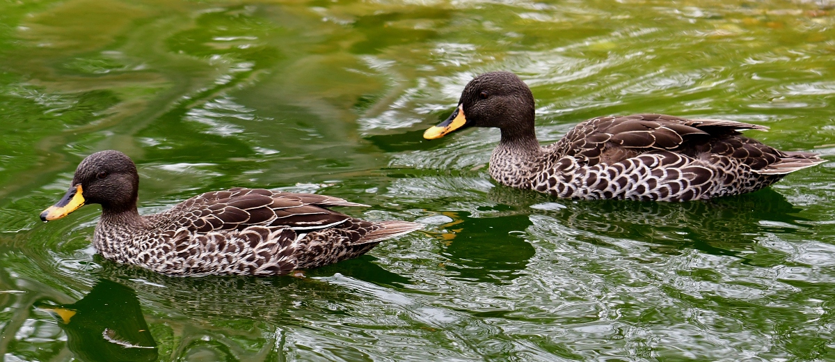 kachna lutozob / anas undulata