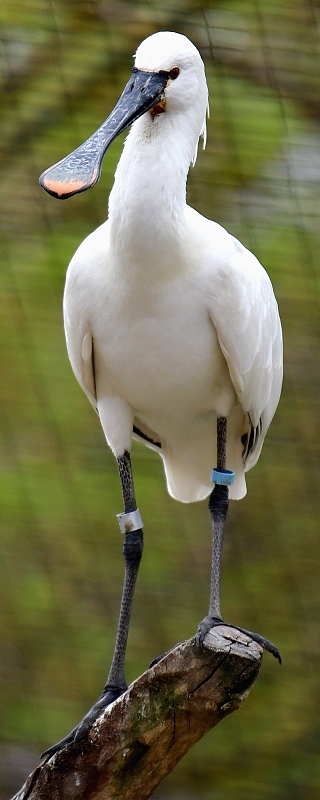 kolpk bl / platalea leucorodia