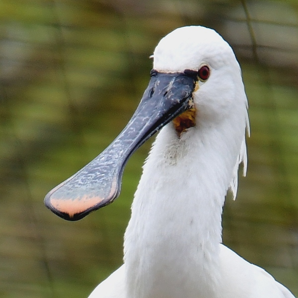 kolpk bl / platalea leucorodia