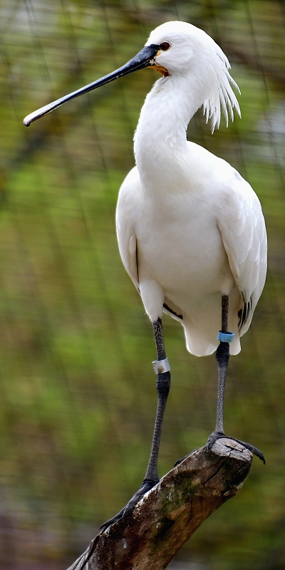 kolpk bl / platalea leucorodia