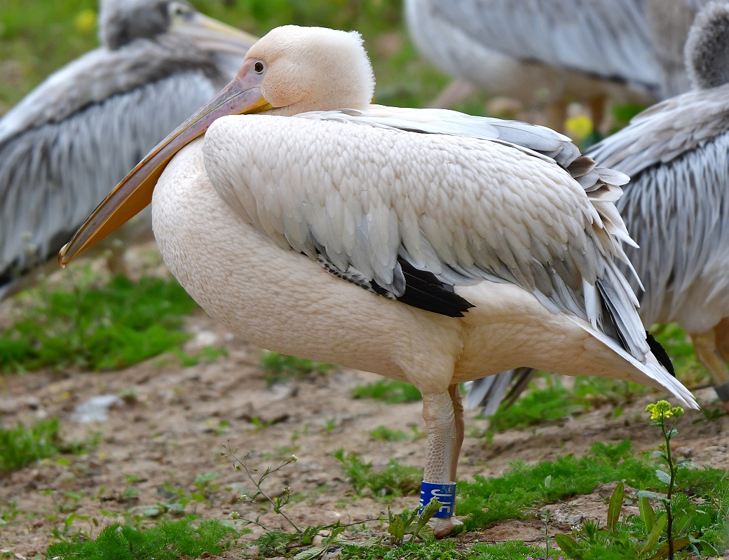 pelikn bl / pelecanus onocrotalus