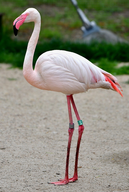 plamek rov / phoenicopterus roseus