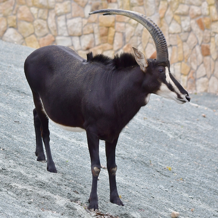 antilopa vran / hippotragus niger niger