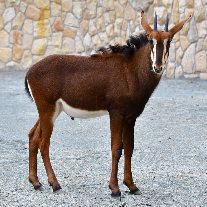 hippotragus niger niger / antilopa vran