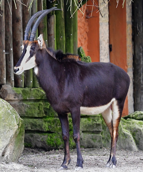 hippotragus niger niger / antilopa vran