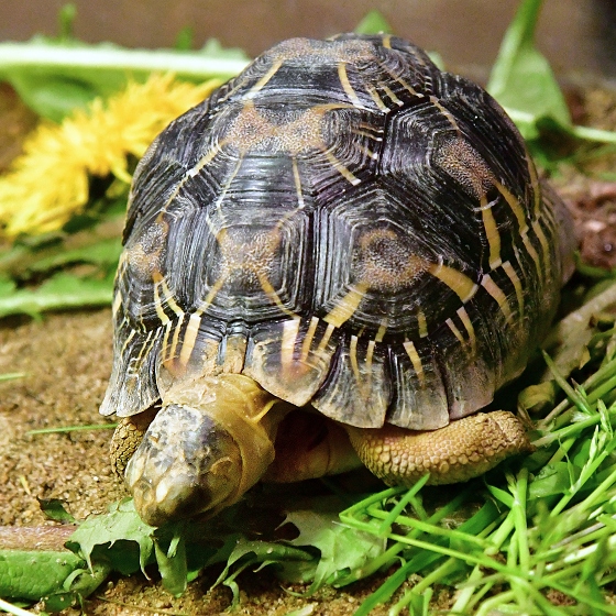 astrochelys radiata / elva paprsit