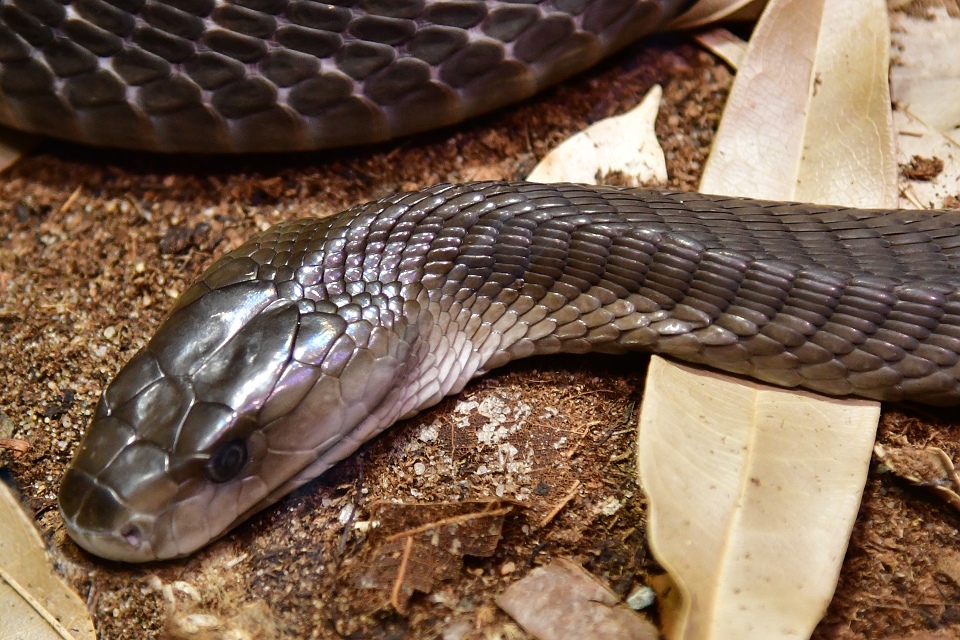 mamba ern / dendroaspis polylepis