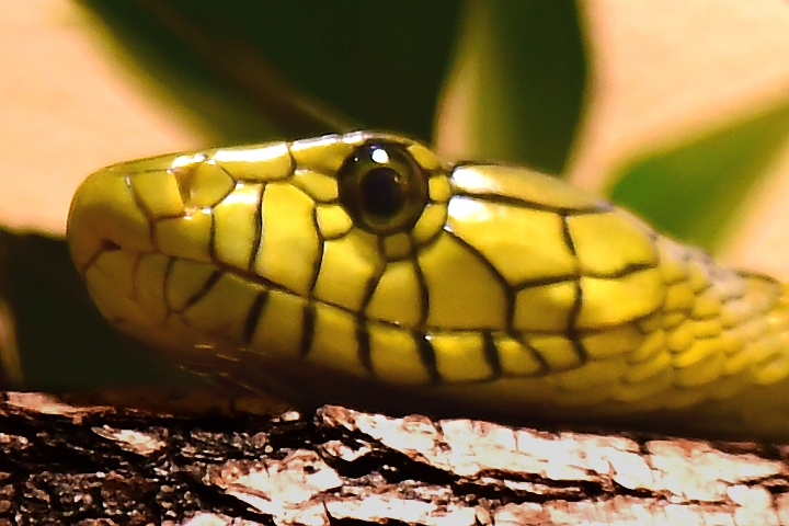 mamba zpadoafrick / dendroaspis viridis