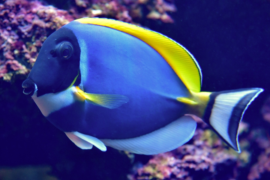 bodlok bloprs / acanthurus leucosternon