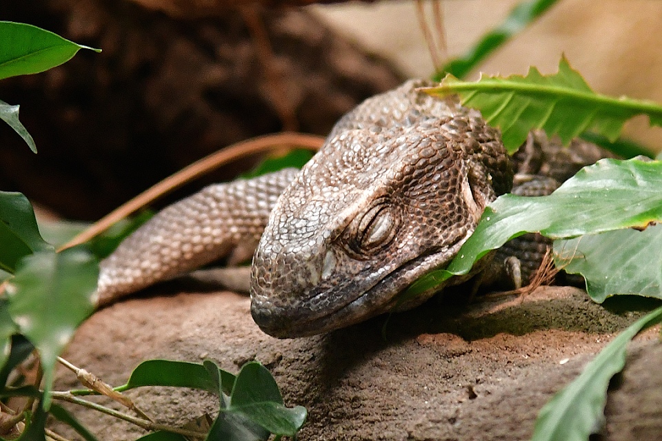 varan stepn / varanus exanthematicus