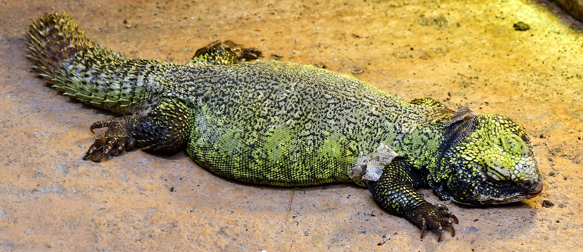 trnorep skaln / uromastyx acanthinura