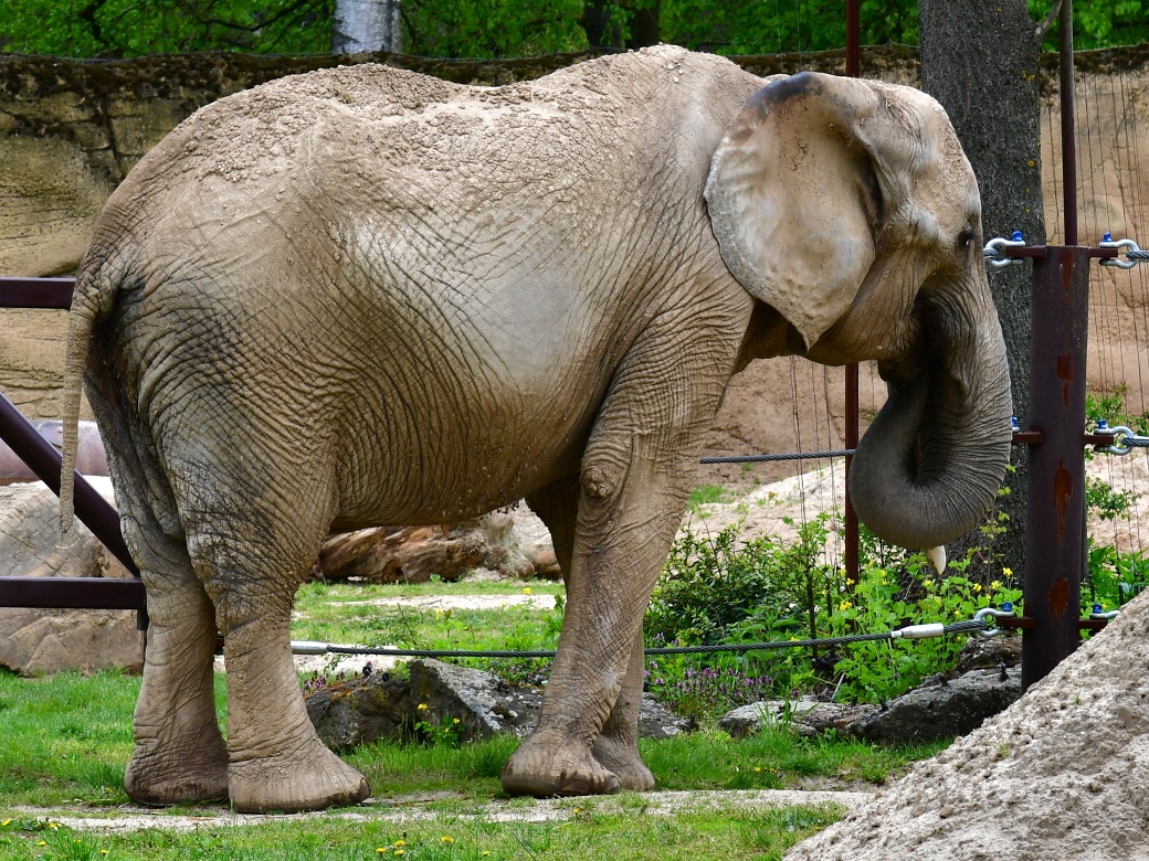 slon jihoafrick / loxodonta africana africana