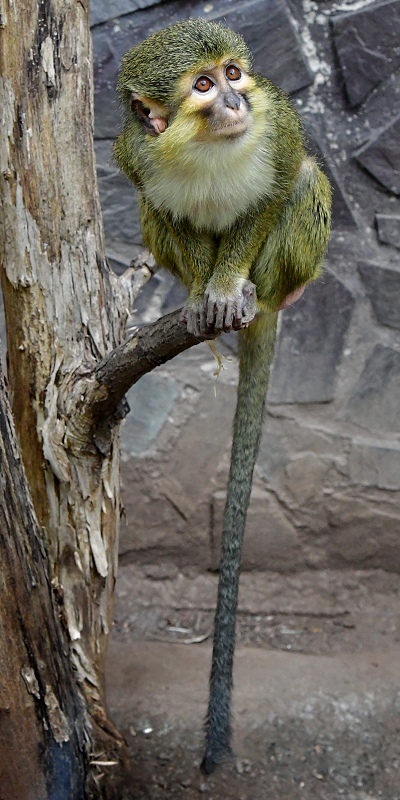 talapoin severn / miopithecus ogouensis