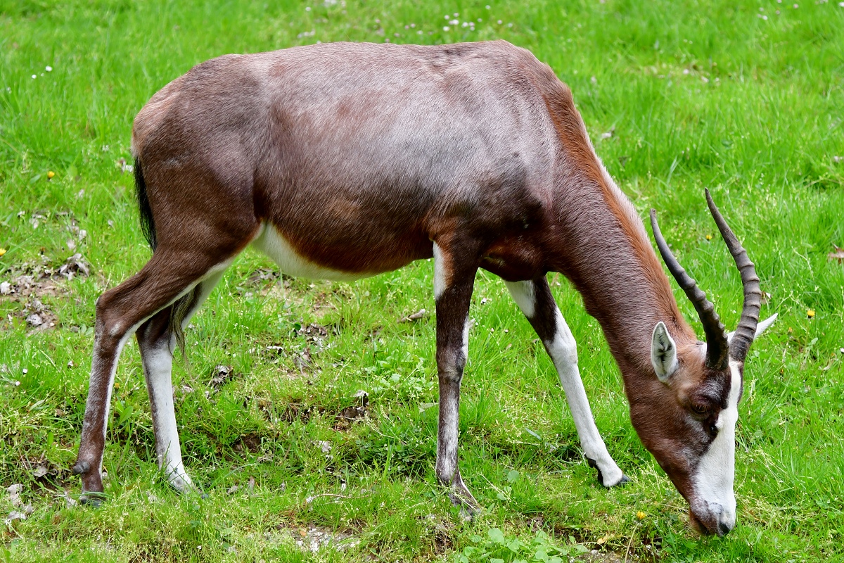 buvolec bloel / damaliscus phillipsi