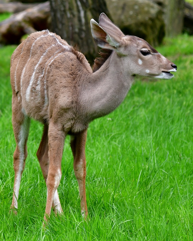 tragelaphus strepsiceros / kudu velk