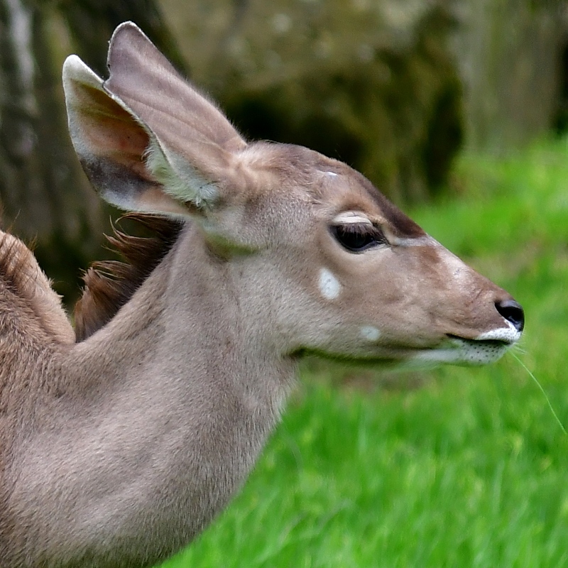 tragelaphus strepsiceros / kudu velk