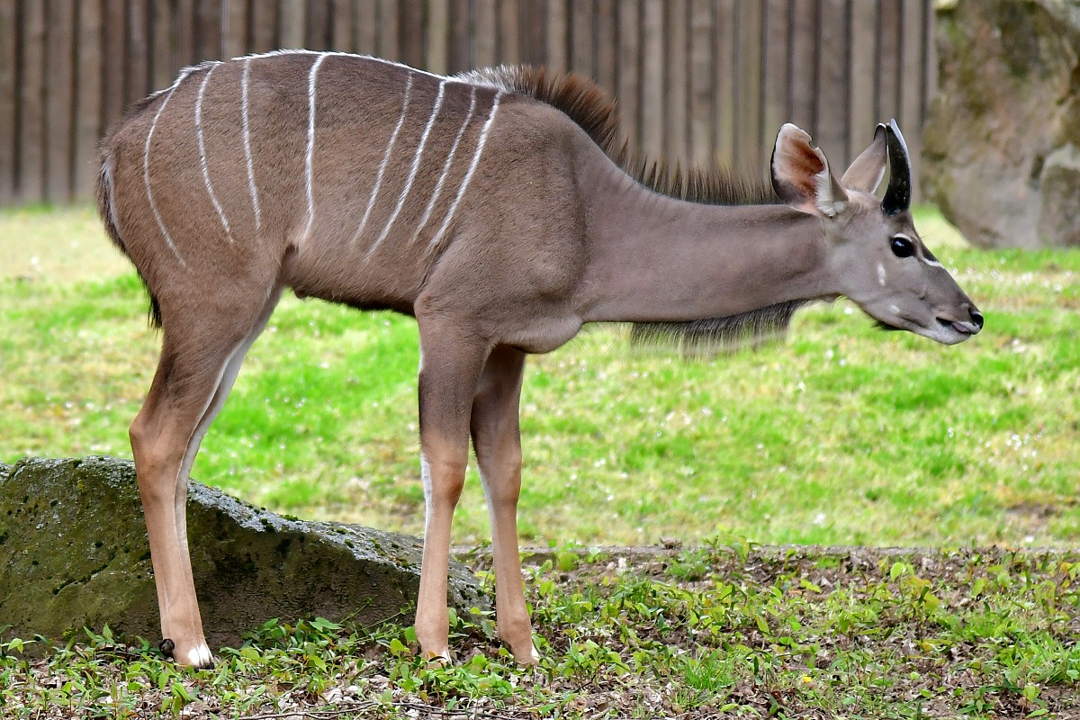 kudu velk / tragelaphus strepsiceros