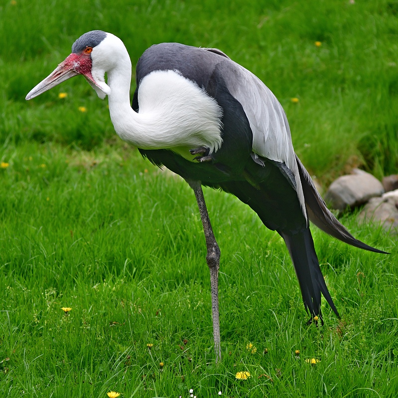 jeb bradavinat / bugeranus carunculatus