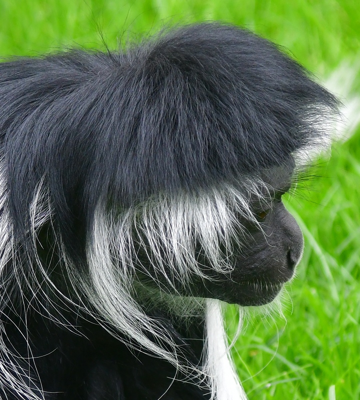 guerza angolsk ''palliatus'' / colobus angolensis palliatus