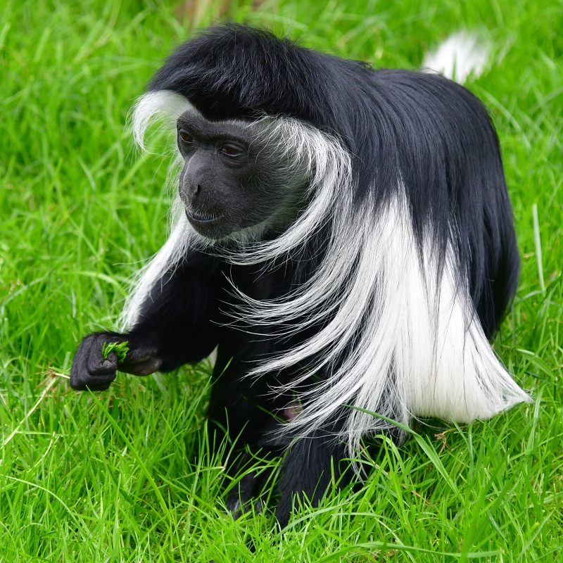 guerza angolsk ''palliatus'' / colobus angolensis palliatus