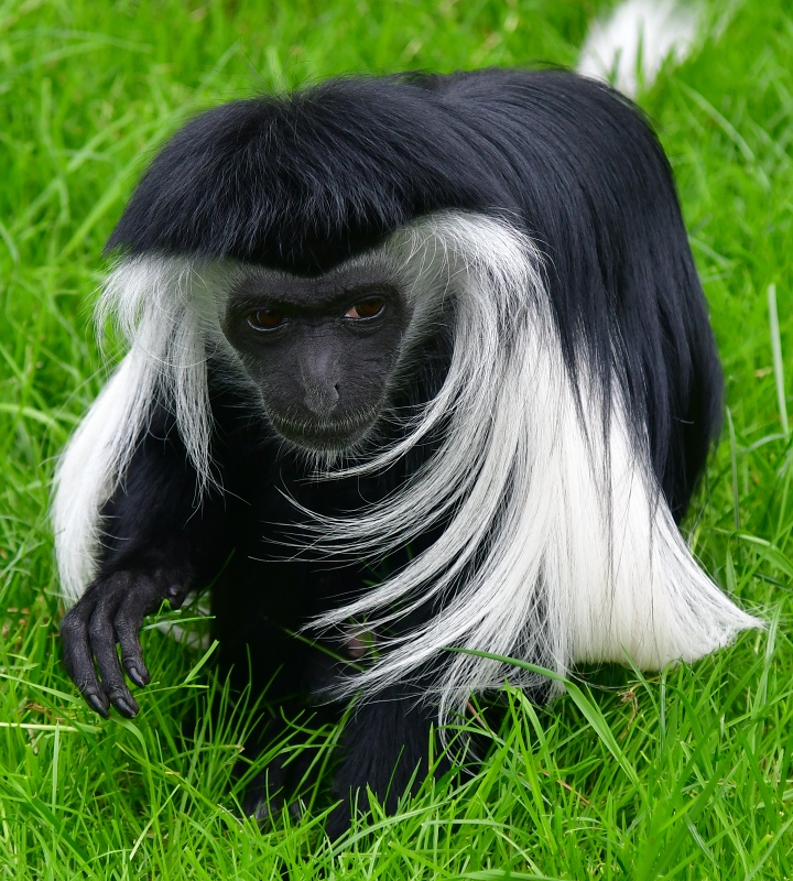 guerza angolsk ''palliatus'' / colobus angolensis palliatus