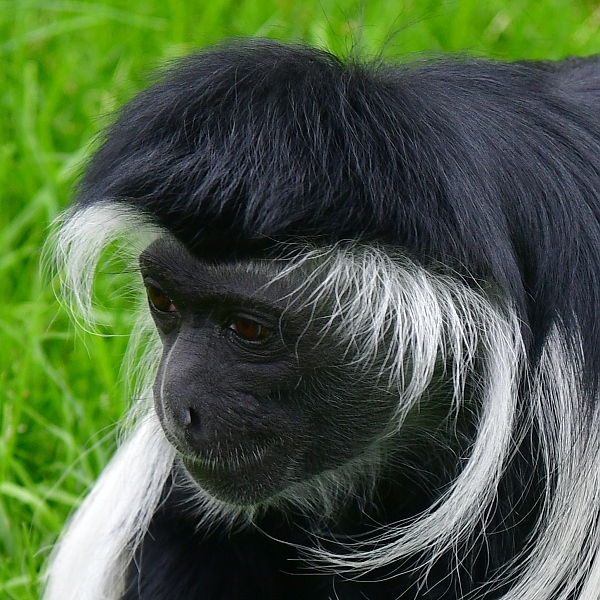 guerza angolsk ''palliatus'' / colobus angolensis palliatus