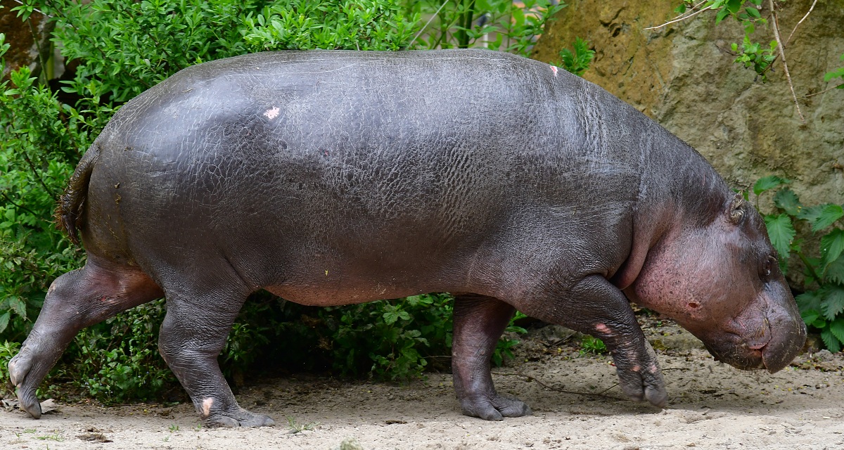 hrok liberijsk / choeropsis liberiensis