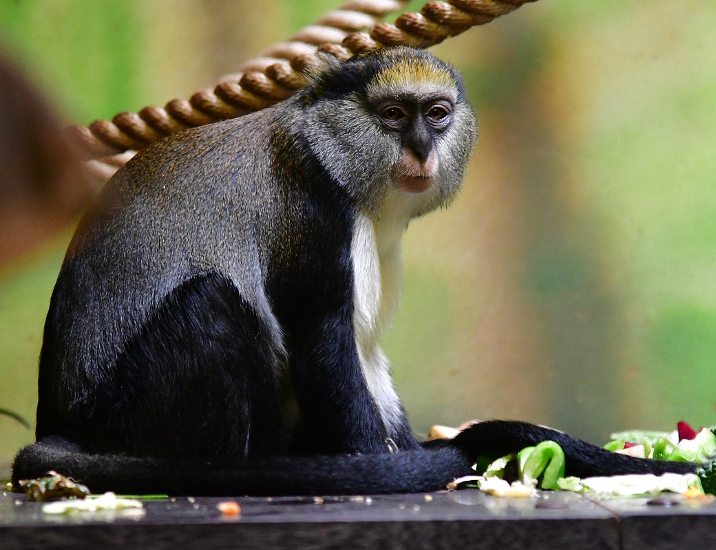 kokodan Campbellv / cercopithecus campbelli