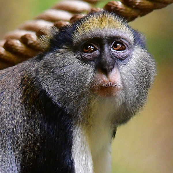 kokodan Campbellv / cercopithecus campbelli