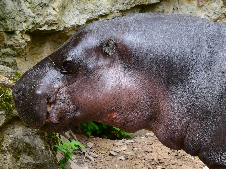 hrok liberijsk / choeropsis liberiensis