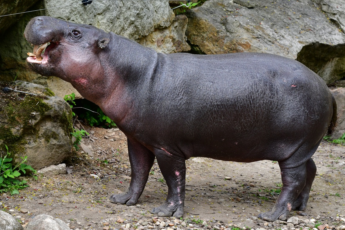 hrok liberijsk / choeropsis liberiensis