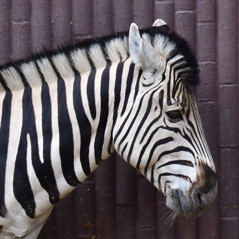 equus quagga burchellii / zebra Burchellova