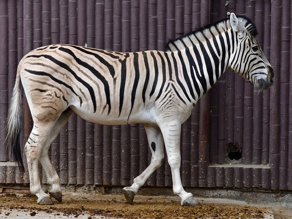 equus quagga burchellii / zebra Burchellova