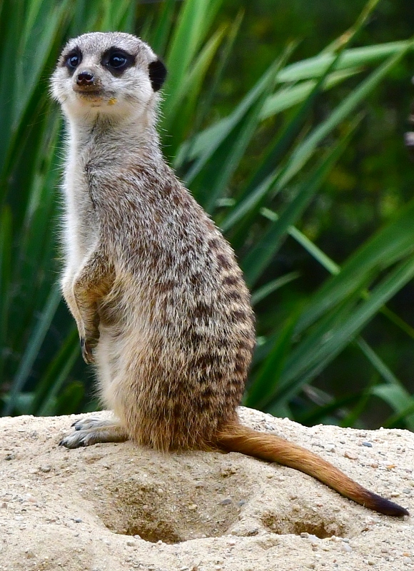 suricata suricatta / surikata hrabaka