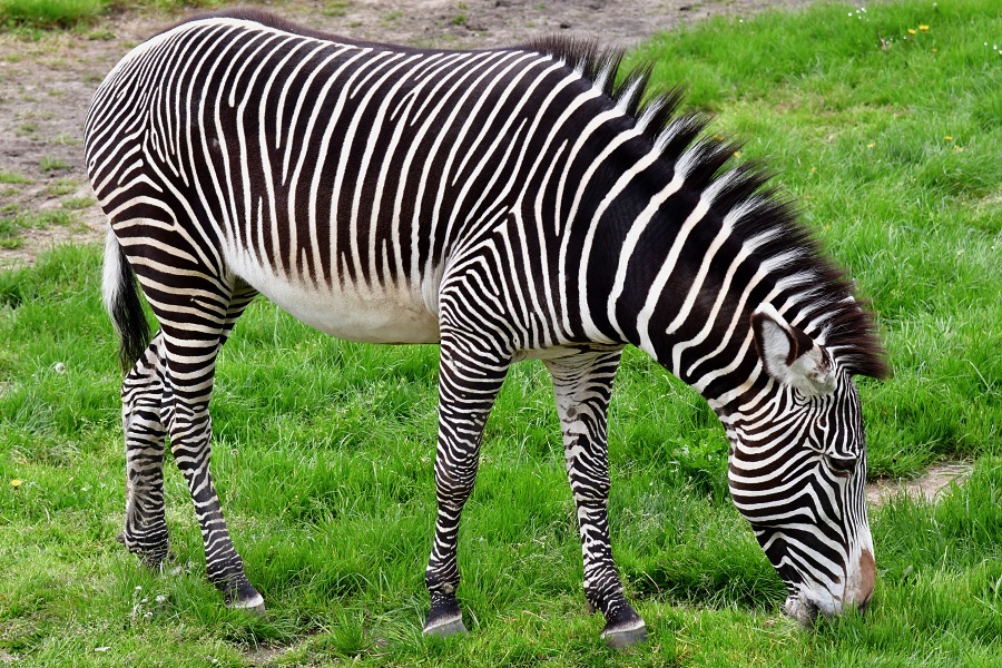 zebra Grvyho / equus grevyi